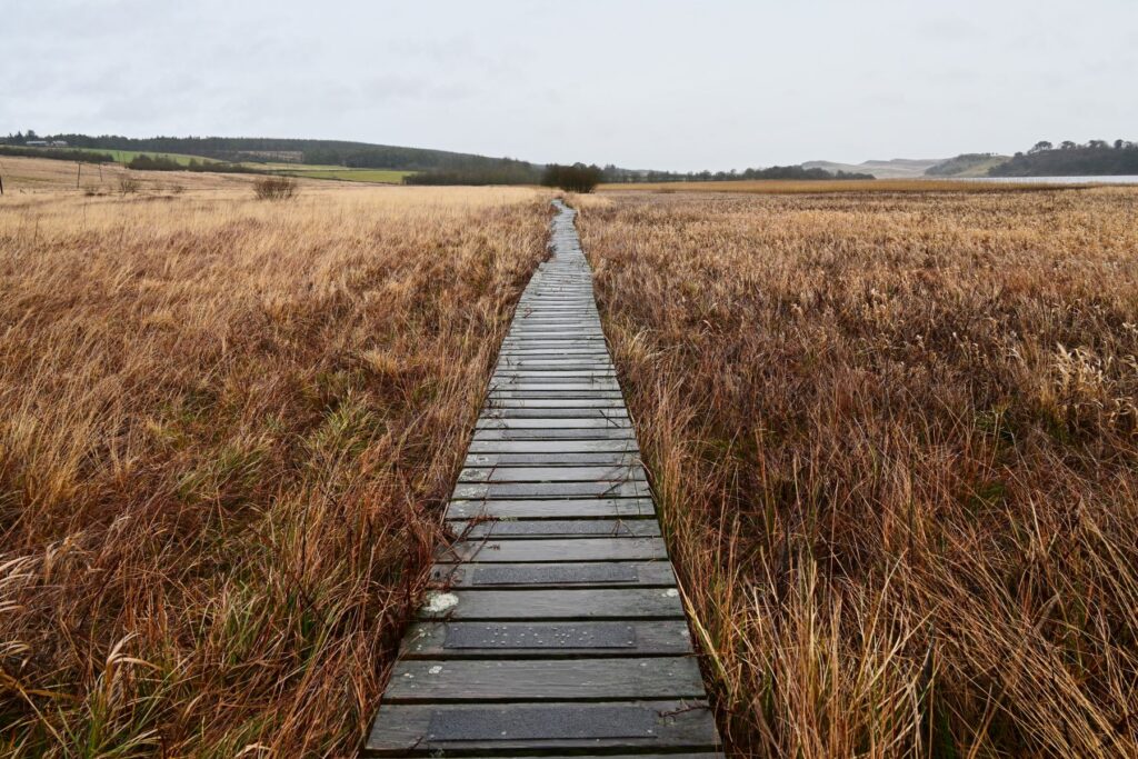 Wooden boardwalk through brown peatland grasses in Northumberland National Park, with hills and a lake in the distance under grey sky