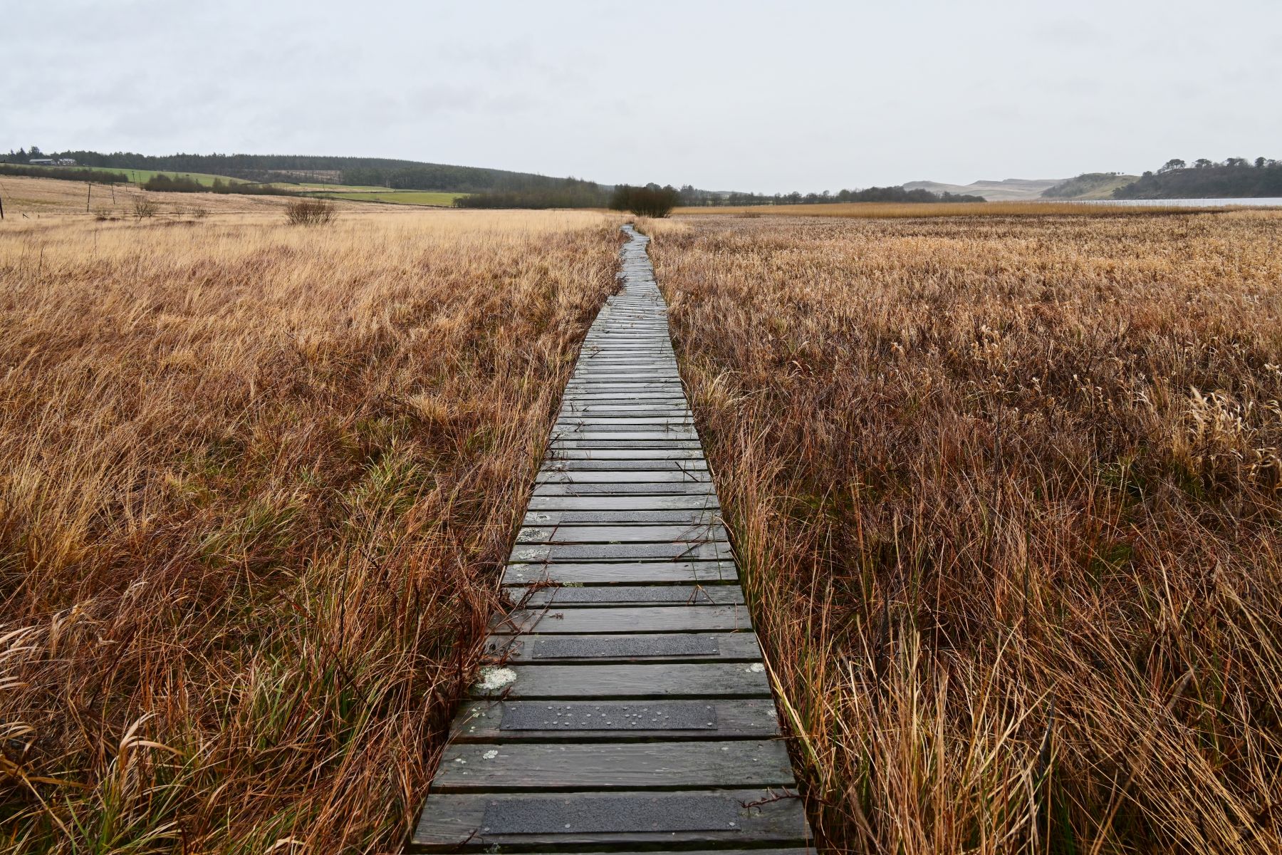 Wooden boardwalk through brown peatland grasses in Northumberland National Park, with hills and a lake in the distance under grey sky
