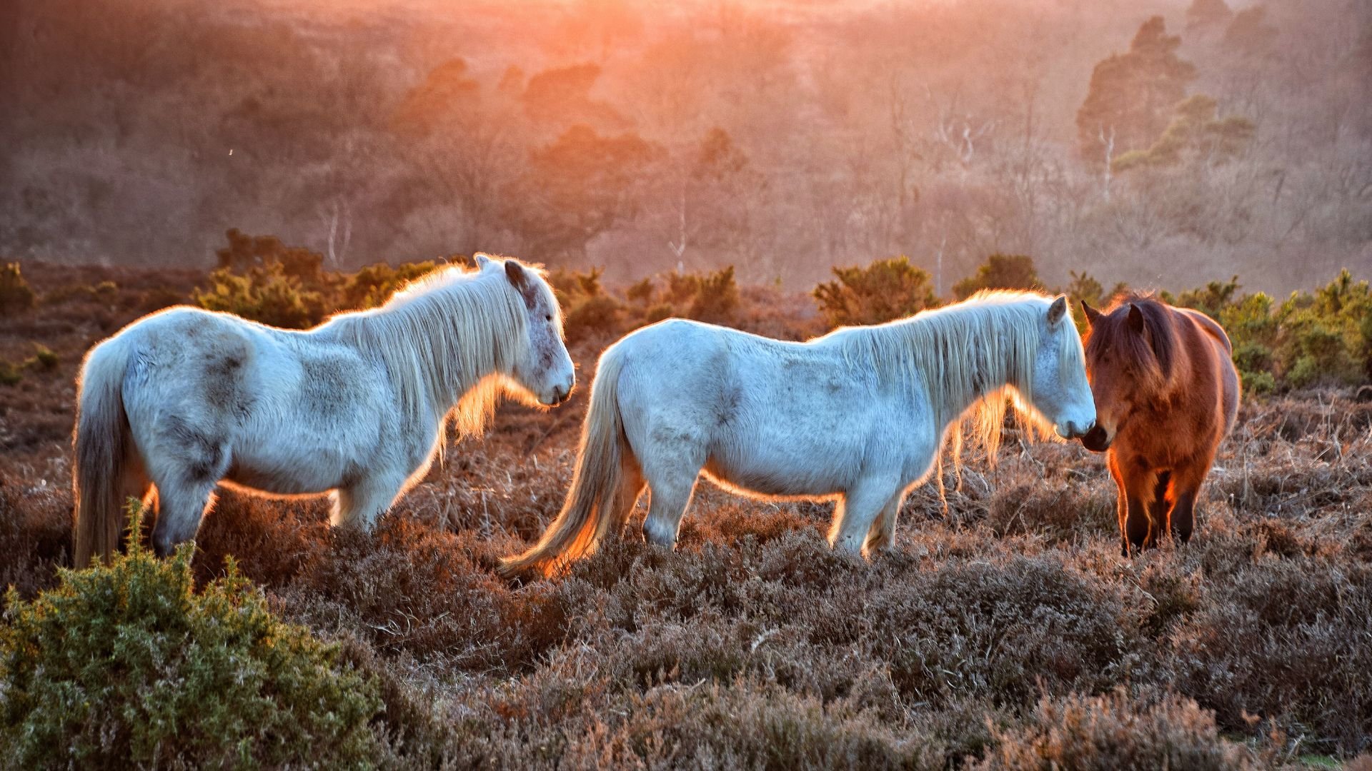 Three ponies on the heathland at sunset