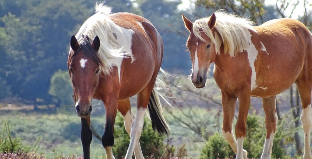 Two ponies in the New Forest