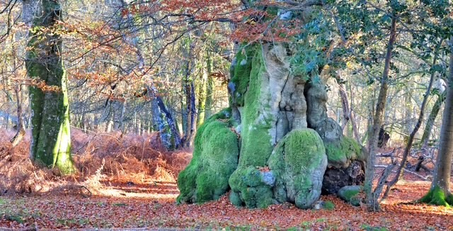 Old mossy tree