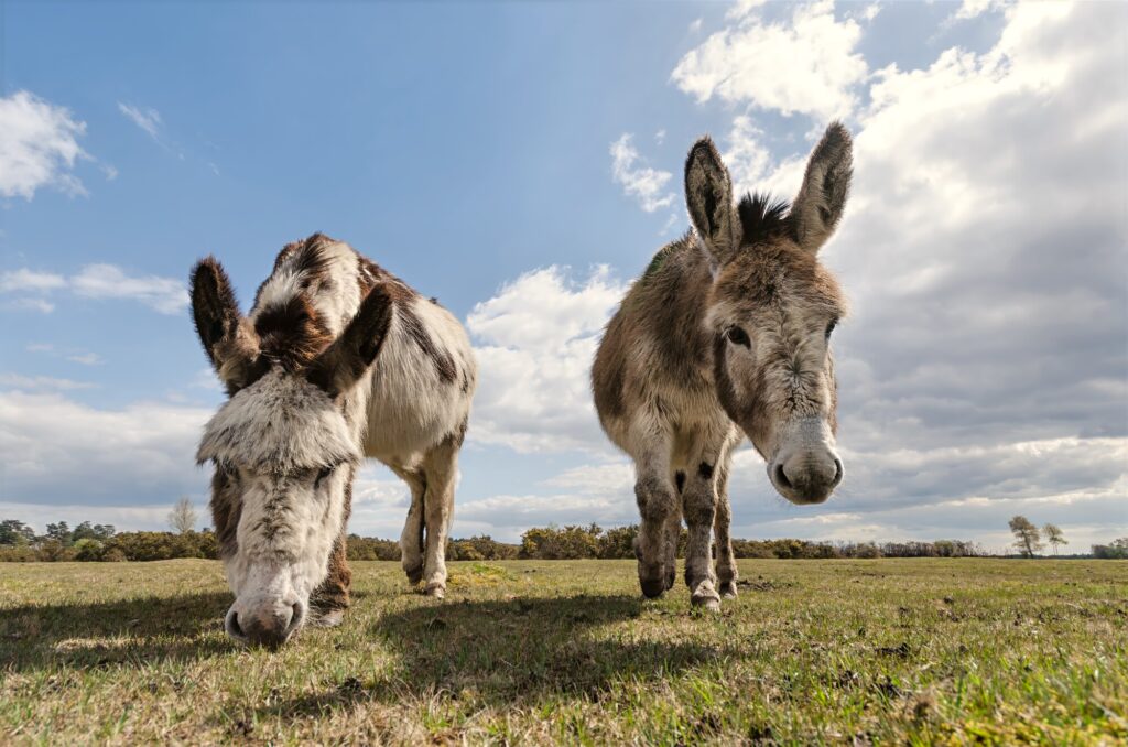 two donkeys