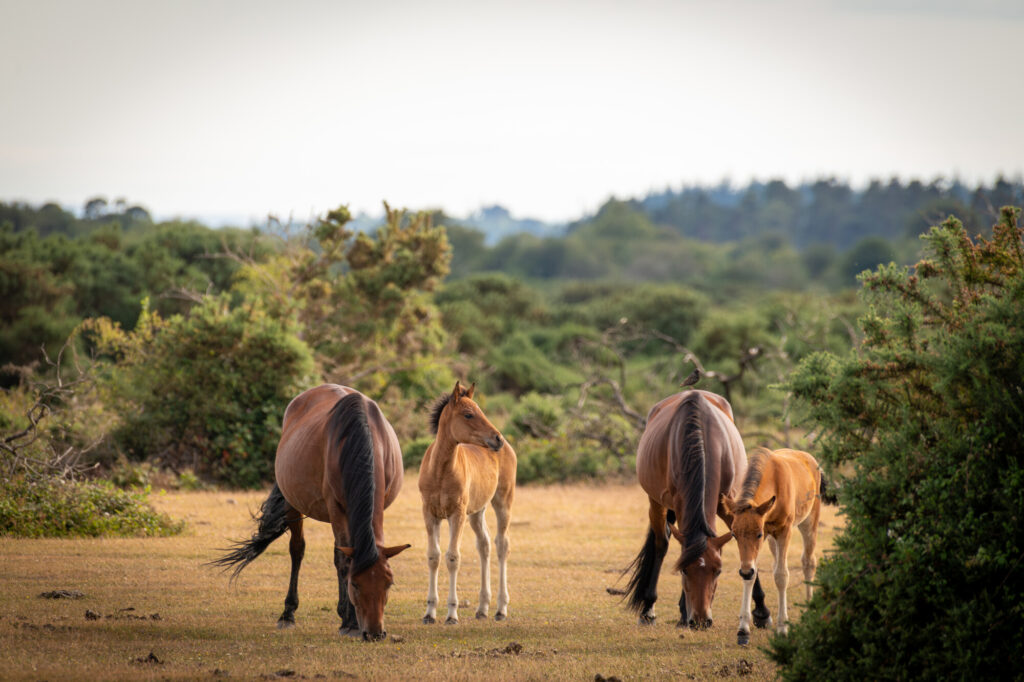 Family of ponies grzing