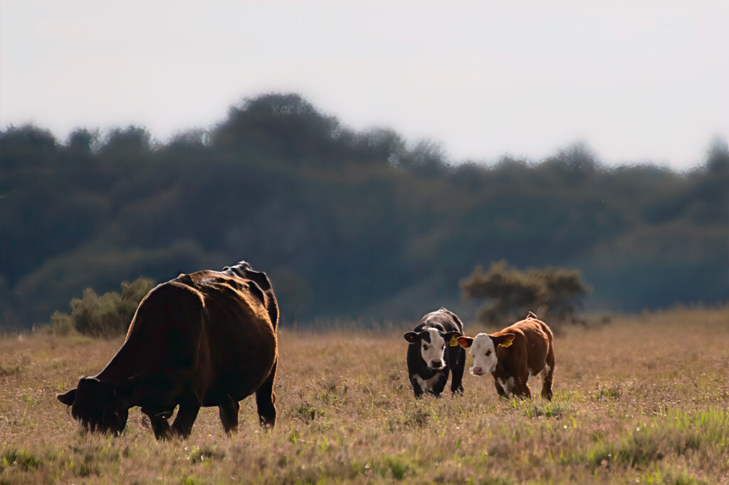 calves and mother cow in the New Forest