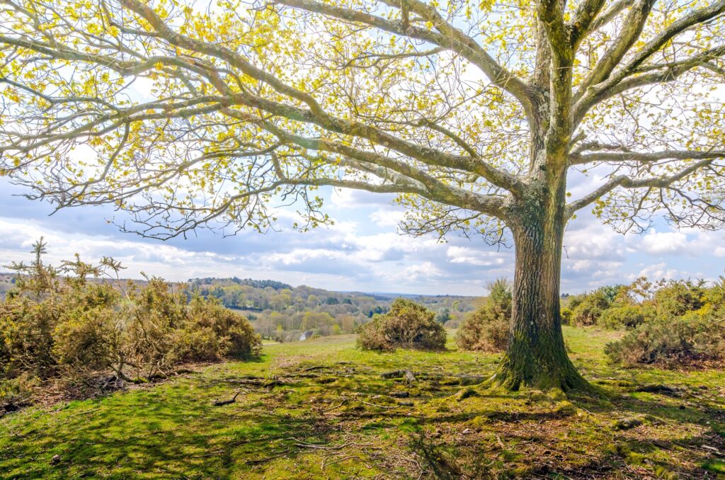 Blissford Tree Line