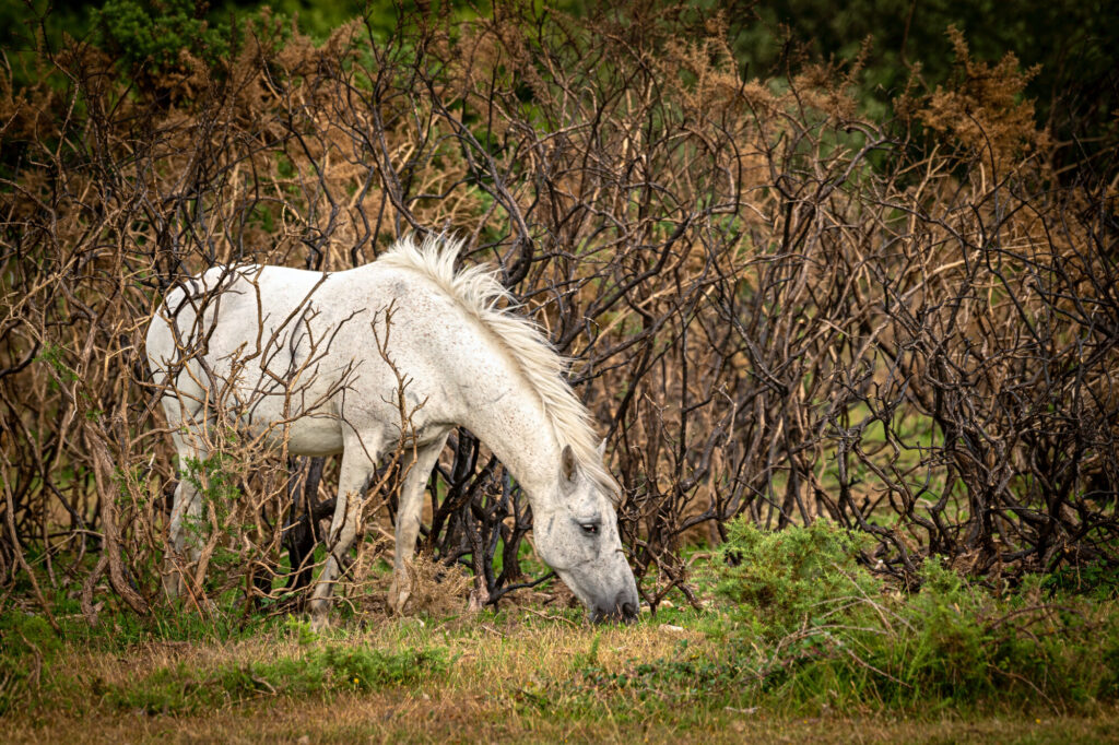 white pony grazing