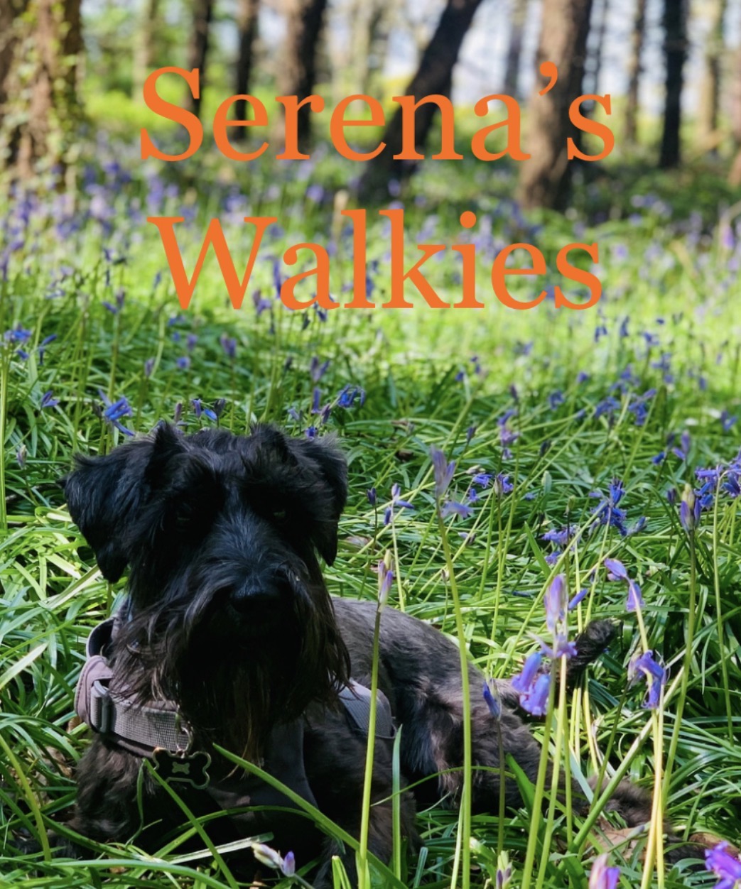 Orange text “Serena’s Walkies” over a black dog lying in grass and purple flowers in a wooded area