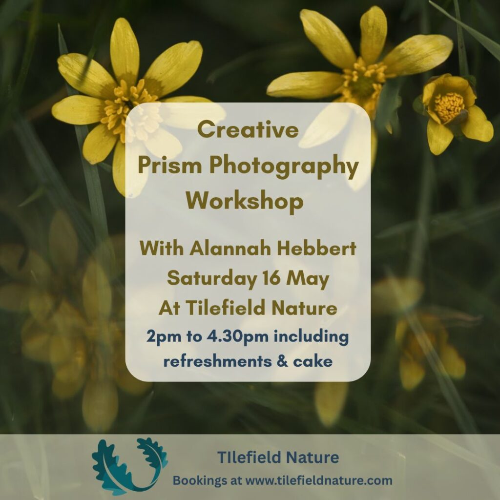 Poster for Creative Prism Photography Workshop with Alannah Hebbert, Saturday 16 May at Tilefield Nature, 2pm–4.30pm with cake