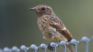 Close-up of a brown, streaked stonechat perched on a metal fence, facing left against a blurred green background