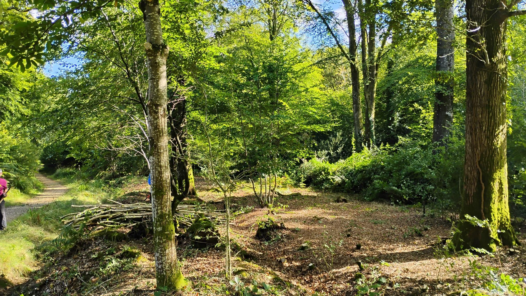 Sunlit woodland with tall trees, a dirt path on the left, and a pile of cut branches on the forest floor