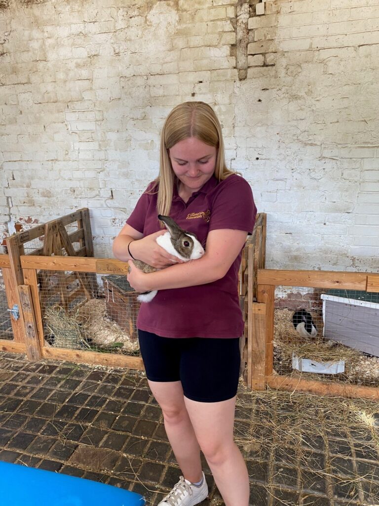 Person in a maroon shirt holds a rabbit in a barn with wooden pens and straw on the ground