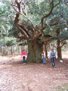 Three people stand by a huge oak tree with a thick trunk and sprawling branches in a forest clearing