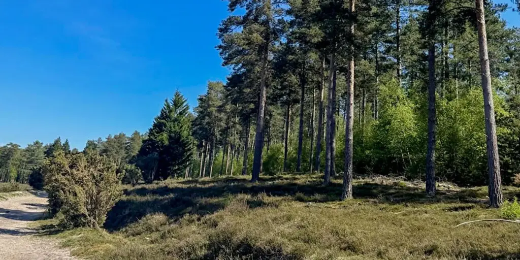 Sunlit forest path bordered by tall pine trees and shrubs under a clear blue sky