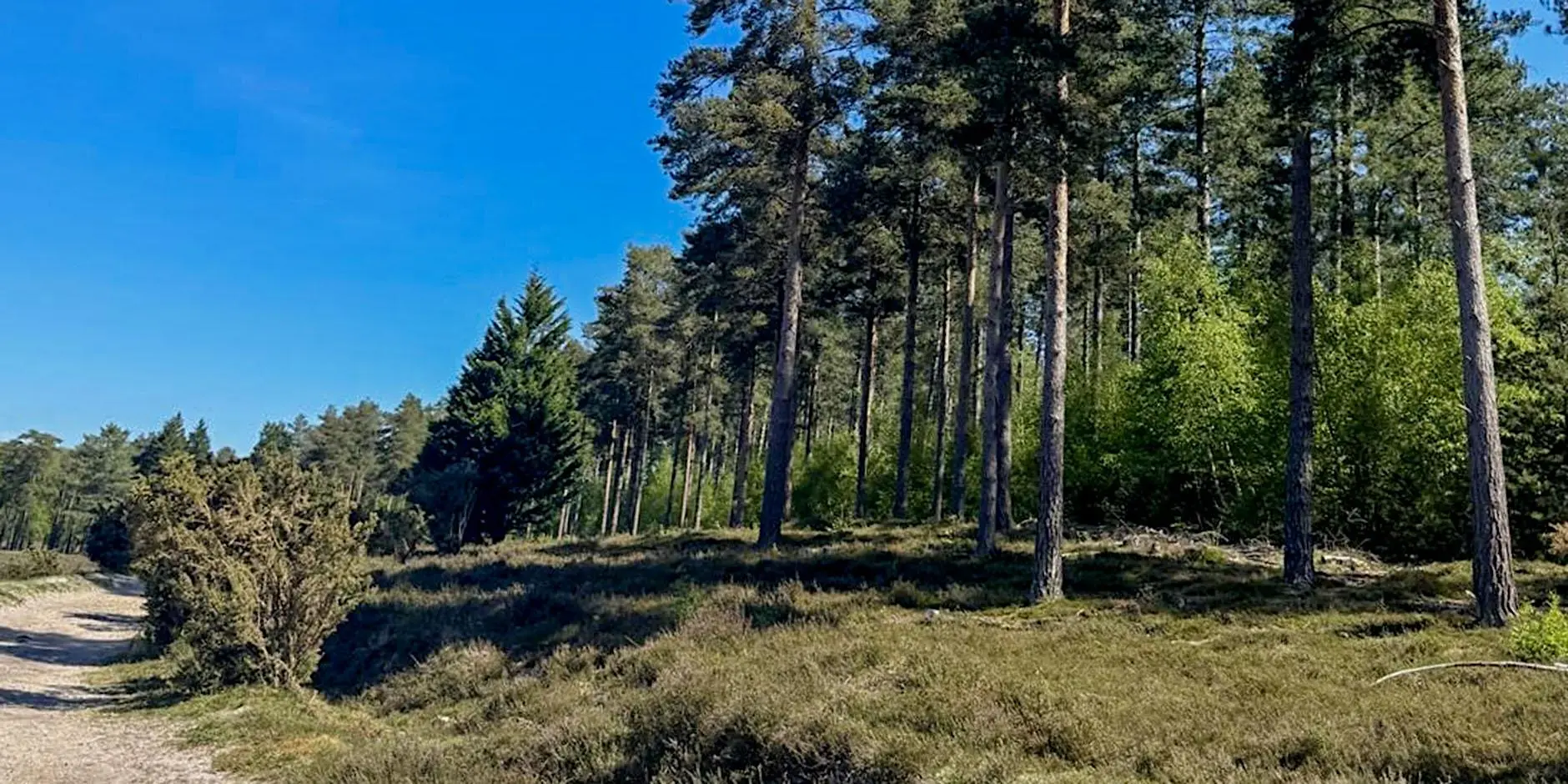 Sunlit forest path bordered by tall pine trees and shrubs under a clear blue sky