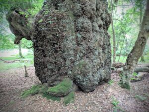 Close-up of the Gritnam Oak’s massive gnarled trunk covered in lichen and moss, in a woodland clearing