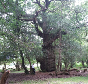 The Gritnam Oak, a huge ancient oak with a massive trunk in woodland, with a man standing at its base for scale