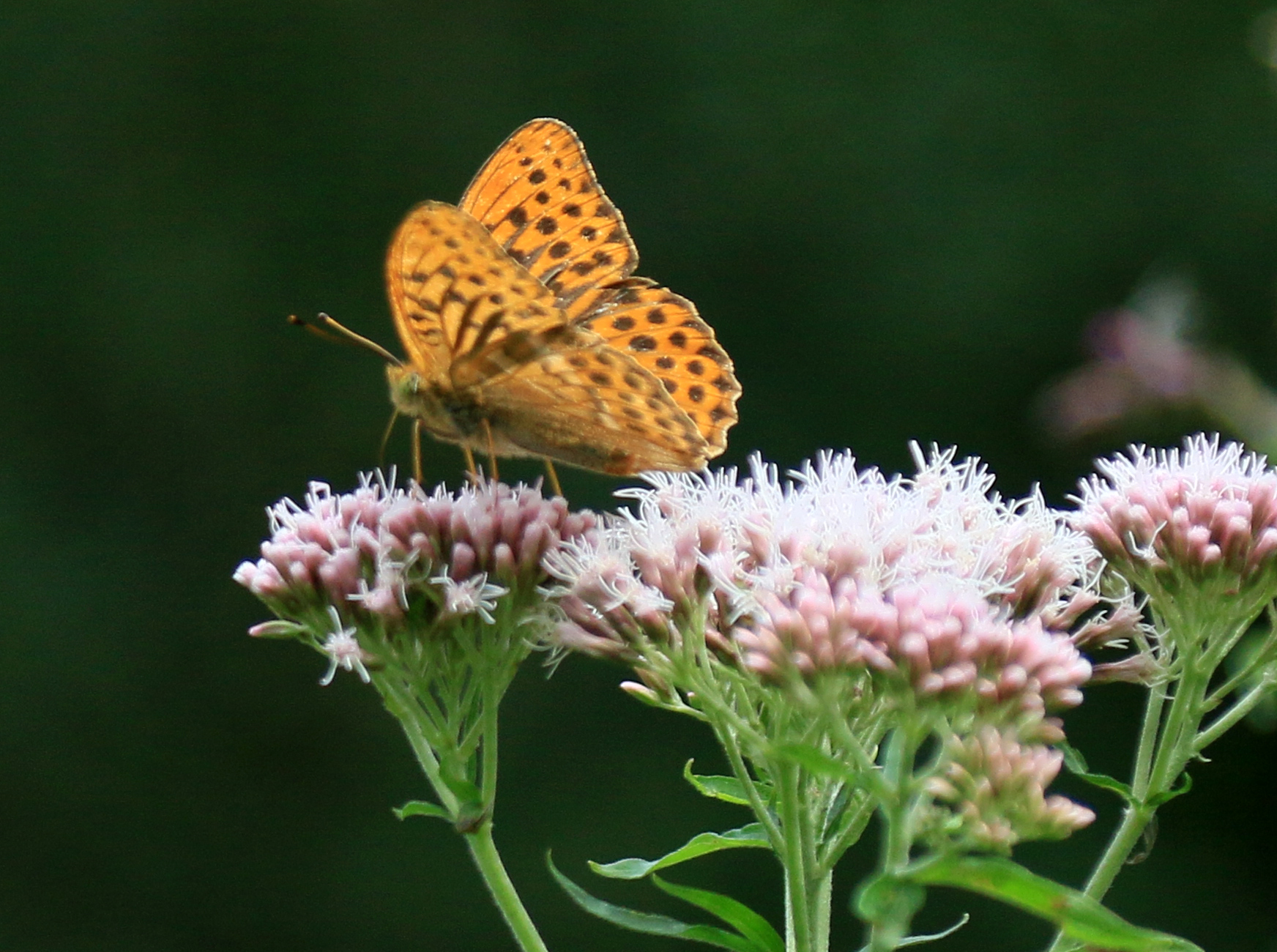 Orange butterfly with black spots perched on pink wildflower clusters against a dark green background