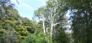 Tall, gnarled oak tree with pale trunk and spreading branches rising above a dense woodland canopy under a blue sky