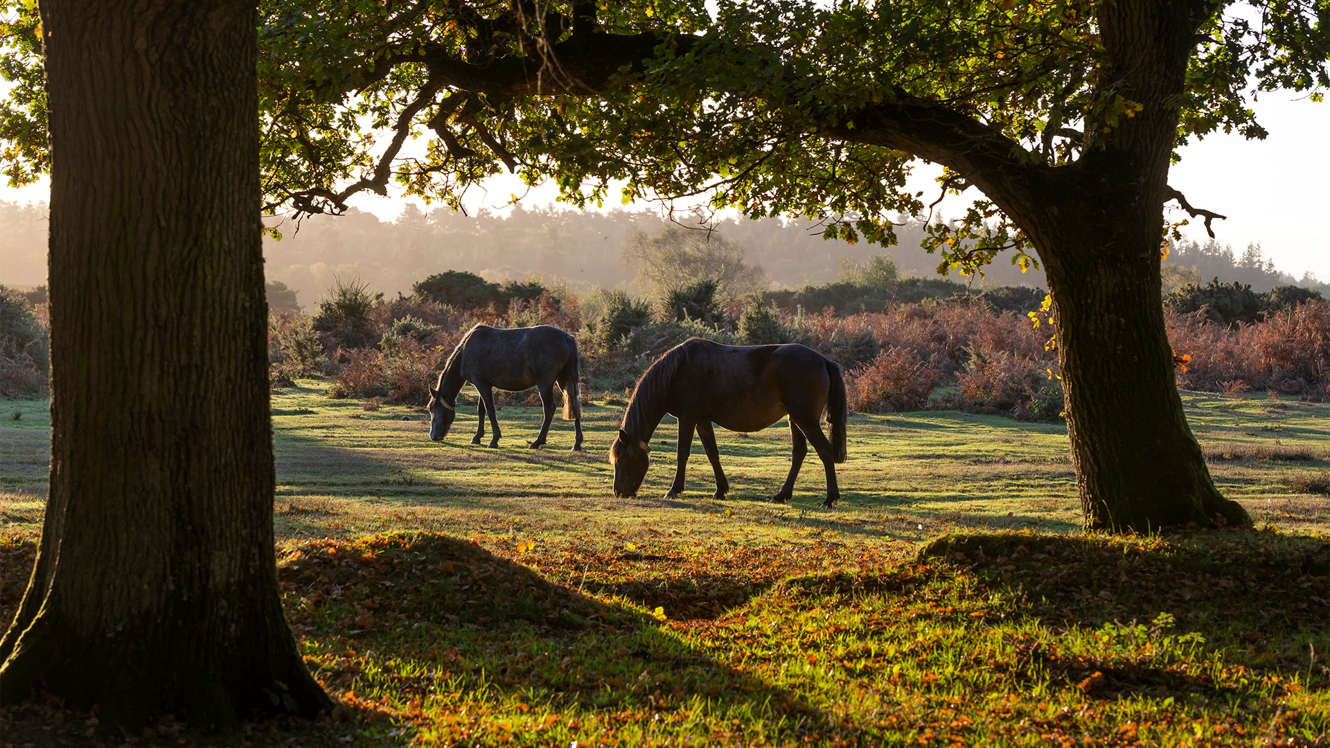 Two horses grazing in a sunlit meadow framed by large tree trunks and branches in the foreground