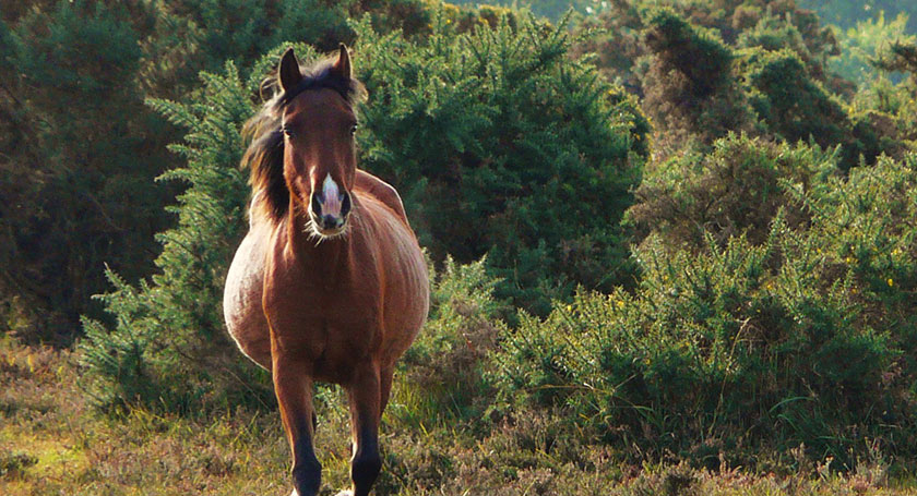 Brown New Forest pony standing in heathland with green shrubs, facing the camera in warm sunlight