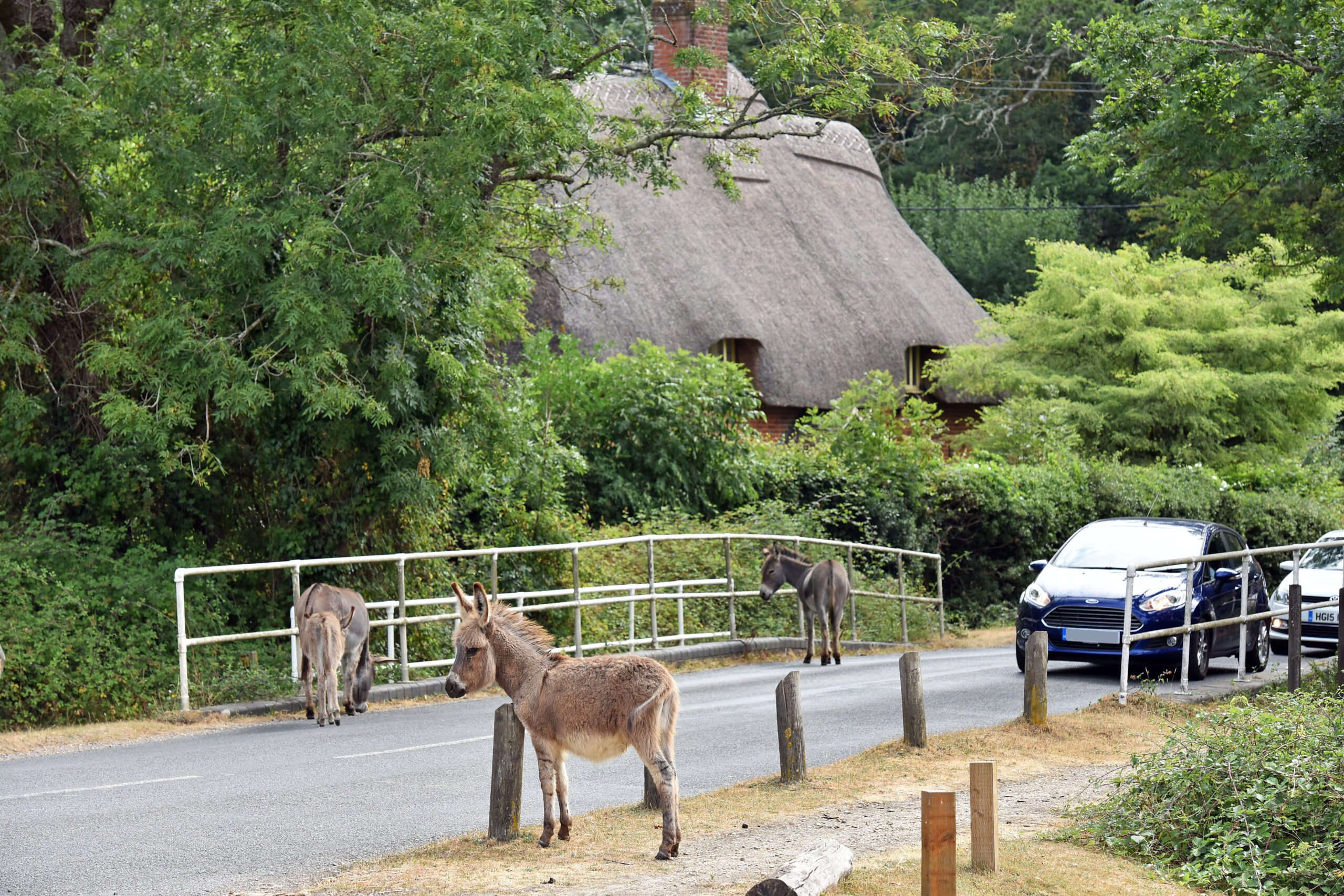 Donkeys hold up traffic near Brook.