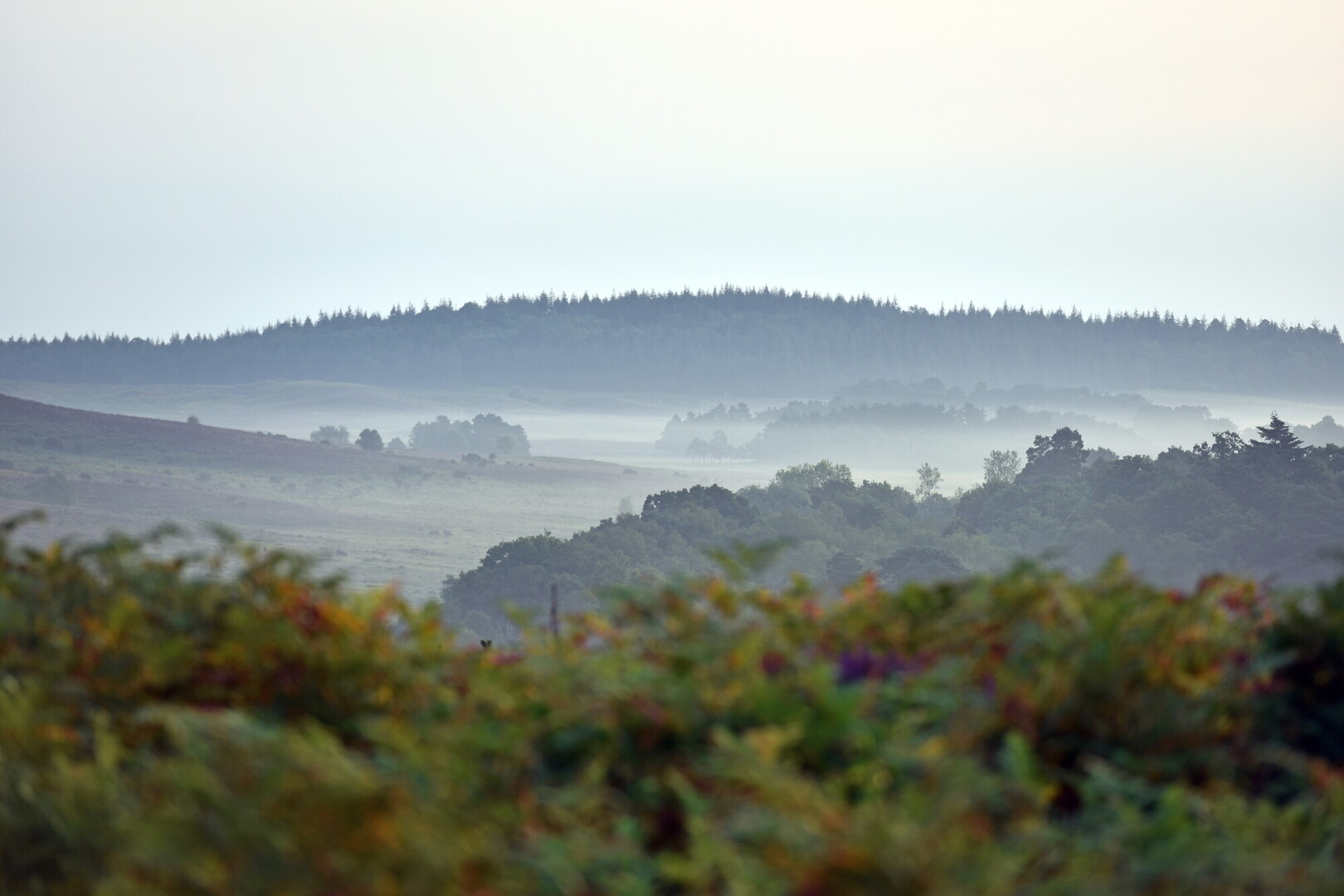 Sunrise over heathland at Rockford Common.