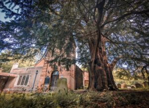 Large yew tree beside St Nicholas church, with gravestones in the foreground and brick church entrance behind branches