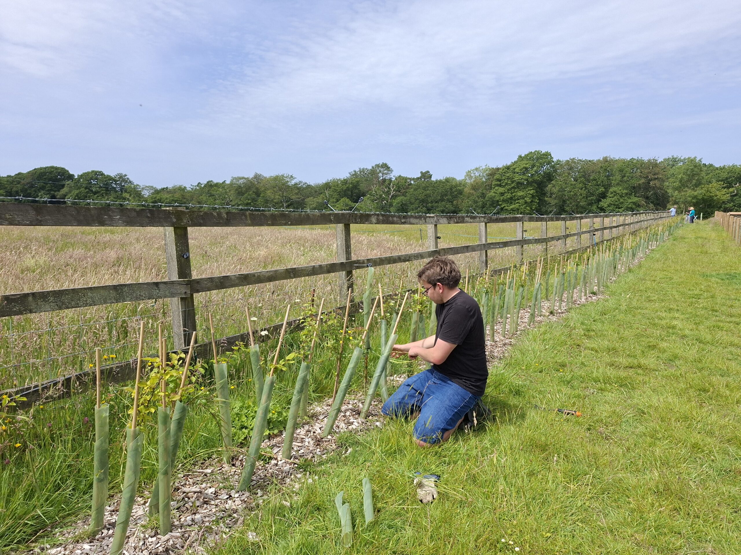 Man kneeling on the ground outside along a newly planted hedgerow, doing some maintenance work as part of a youth volunteering event.