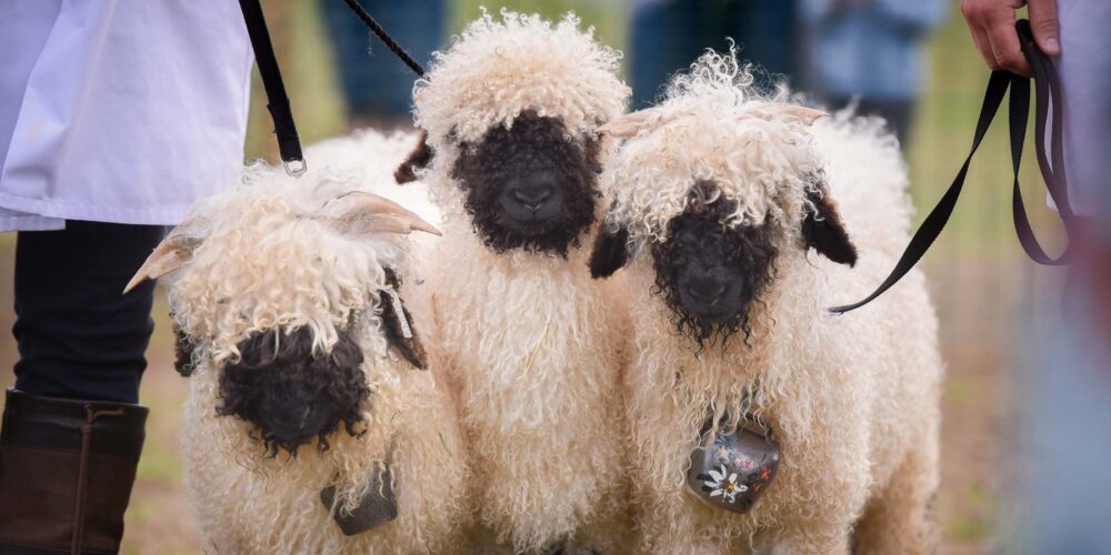 Three curly-fleeced sheep with black faces on leads at a livestock show, one wearing a bell