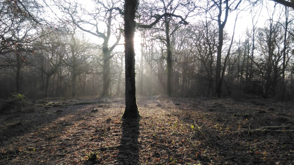 Sunlight filtering through misty leafless trees in a woodland clearing, with a large tree trunk centered in the foreground