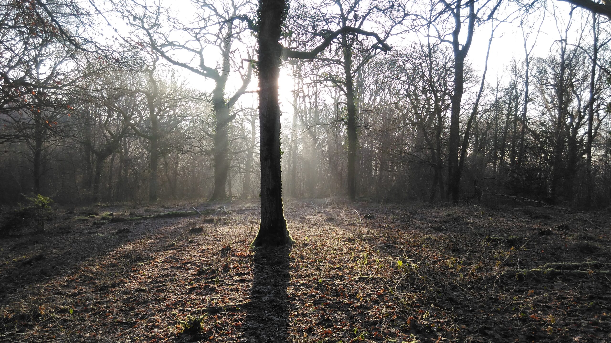 Sunlight filtering through misty leafless trees in a woodland clearing, with a large tree trunk centered in the foreground