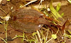 Rare tadpole shrimp in shallow muddy water among grass stems, showing its oval shell and long tail appendages