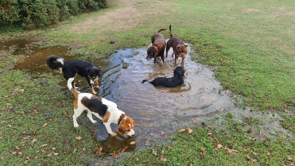 FurBuddies Animal Rehoming Centre