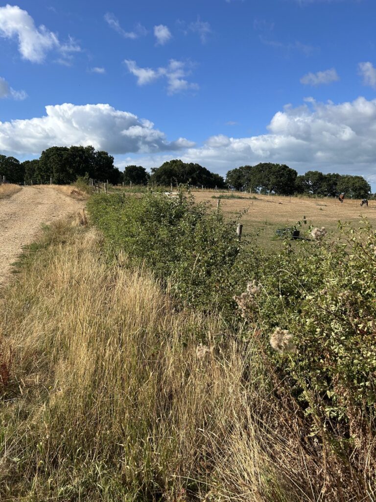 New hedgerow growing