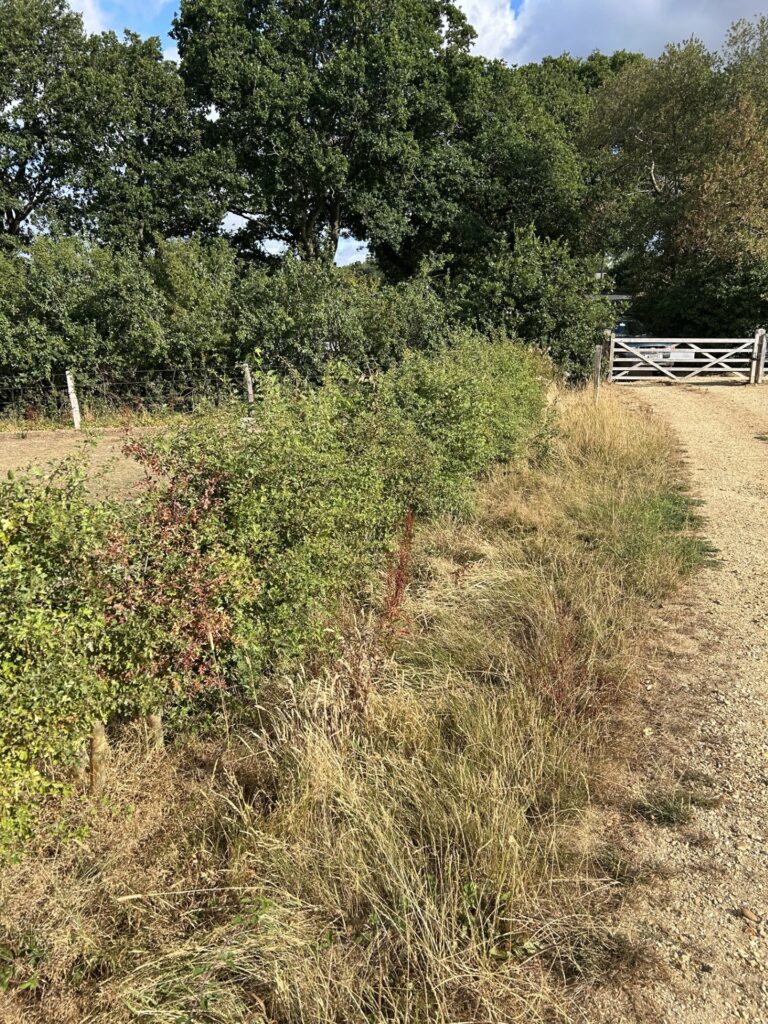 Gravel path bordered by tall dry grass and bushes, leading to a white farm gate with dense green trees behind it