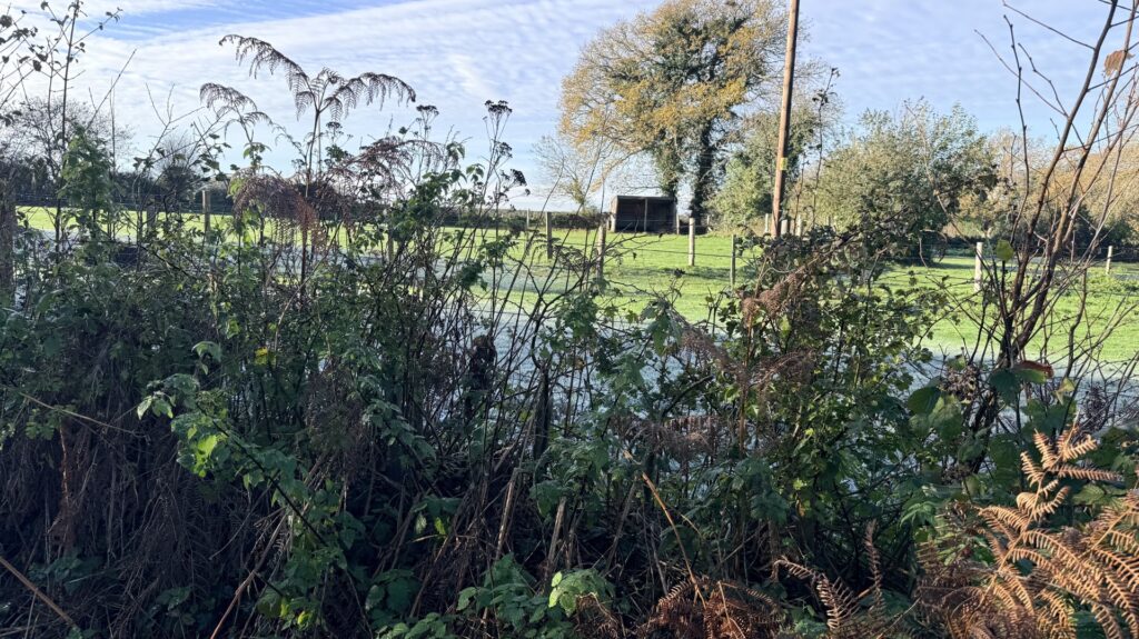 Overgrown hedgerow by a water-filled ditch, looking across a green field to a small open shed and tall trees under a cloudy sky