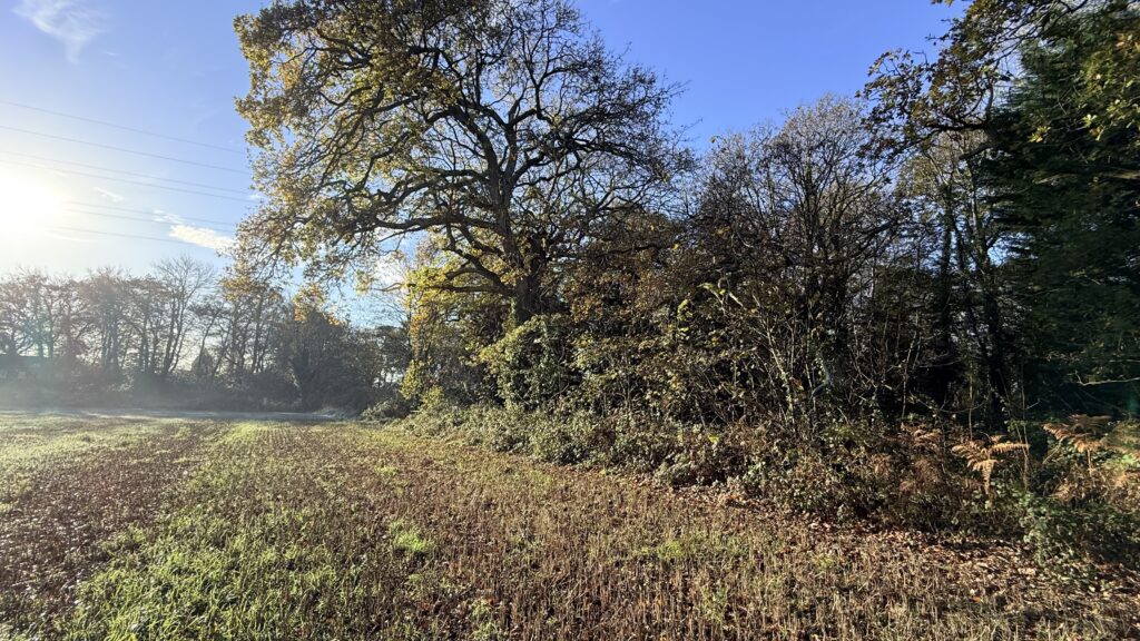 Hedgerow growing on edge of field