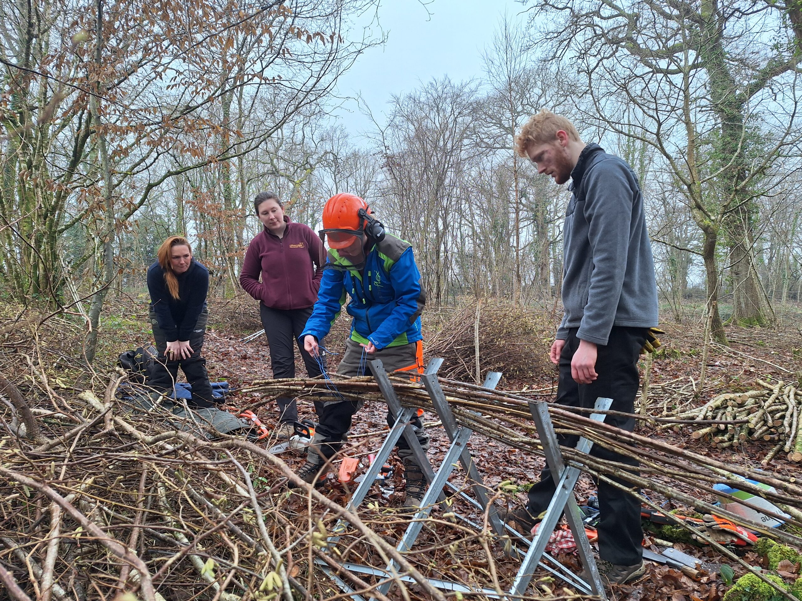 Intern in orange helmet demonstrates hedgelaying, tying branches on a metal frame while three colleagues watch in woodland