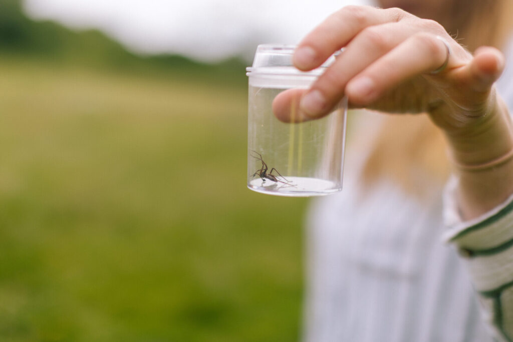 Hand holding a clear plastic bug pot with a spider inside, outdoors with blurred green background