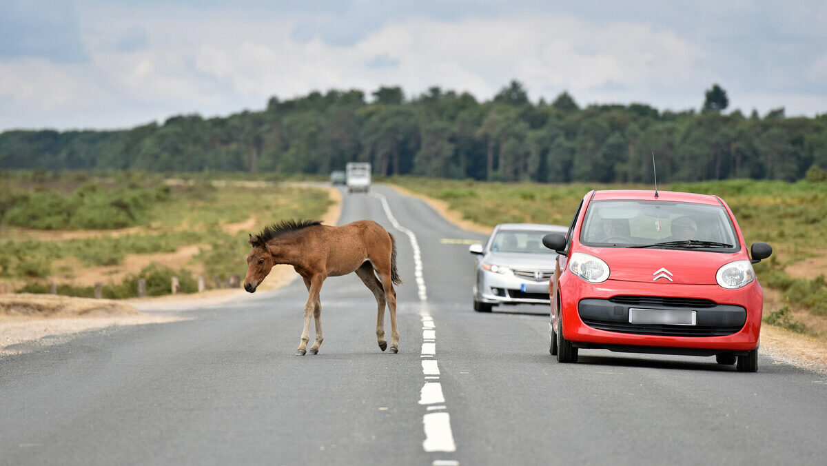 Foal crossing a rural road in the New Forest as a red car and other vehicles slow behind
