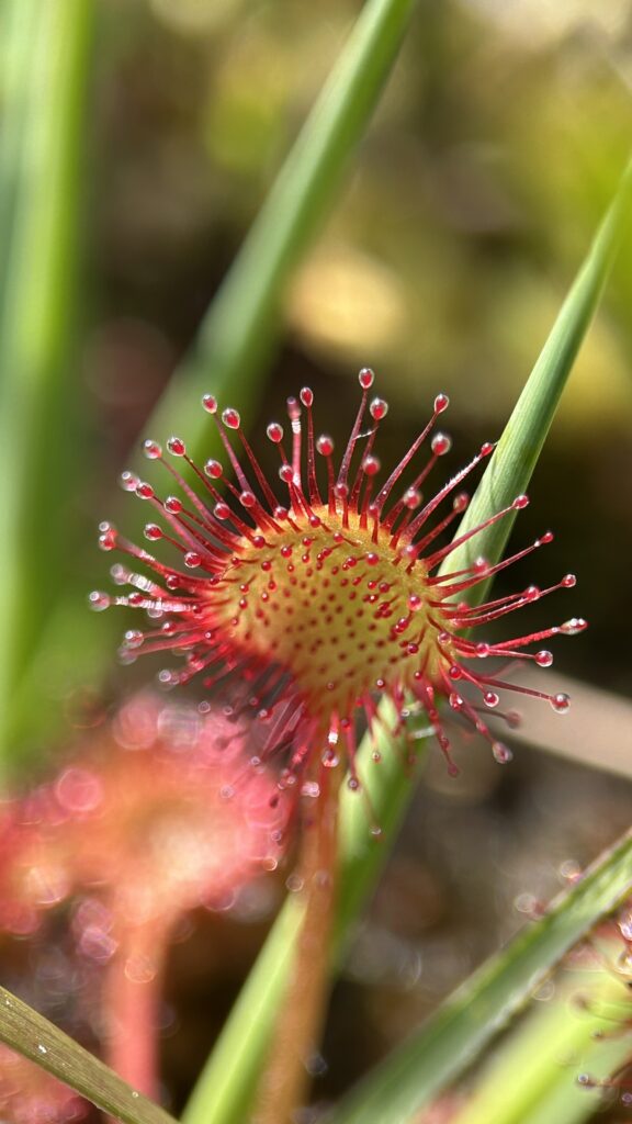 Macro close-up of a sundew leaf with red tentacles tipped with sparkling sticky droplets among green grass blades