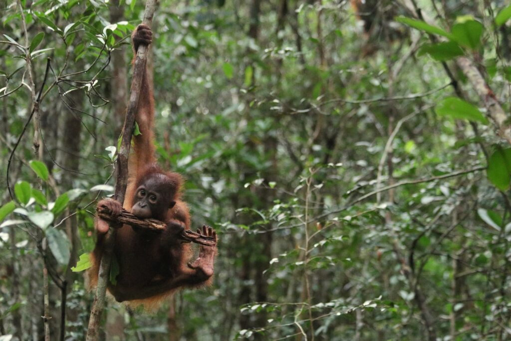 orangutan on tree in rainforest