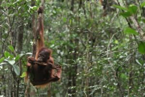 orangutan on tree in rainforest