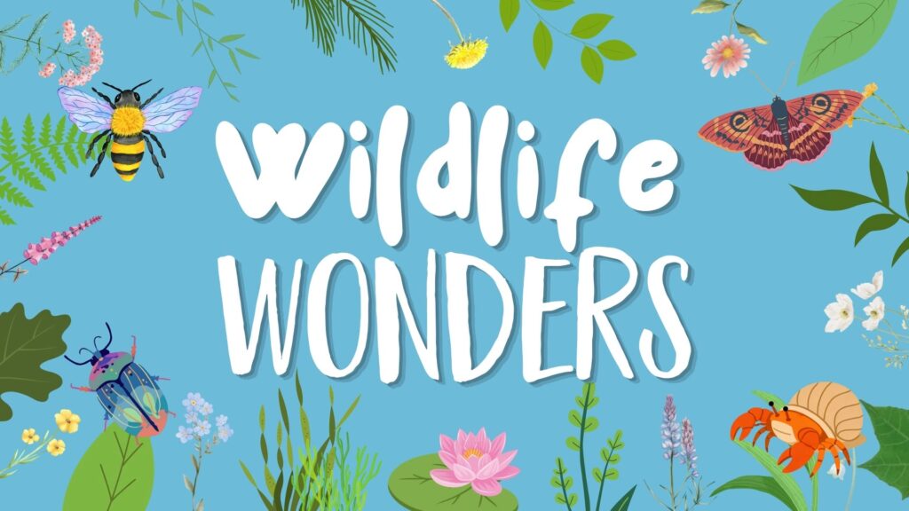 Wildlife Wonders title on blue background with illustrated bee, moth, beetle, hermit crab, leaves and flowers