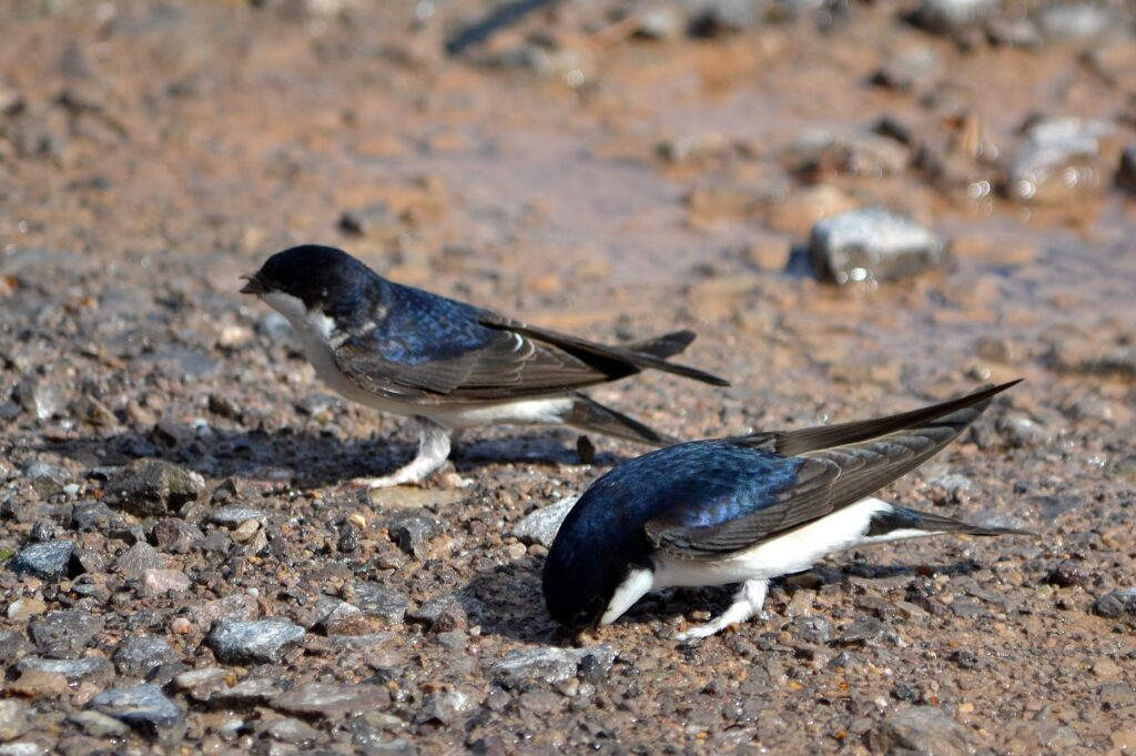 House Martin, credit Ed Butler
