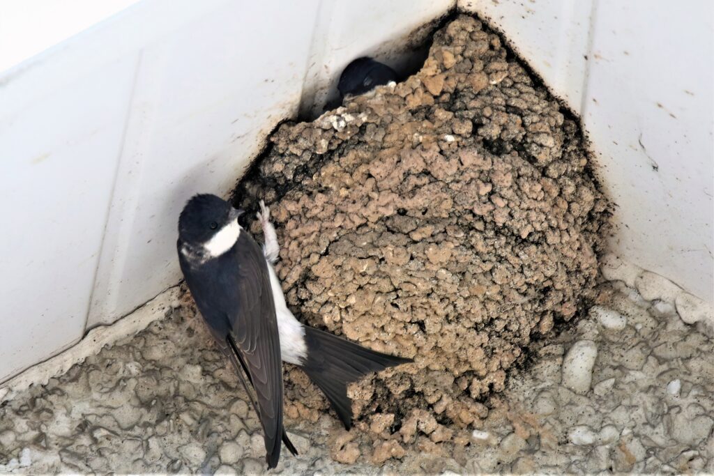 House Martins nesting, credit Andy Tew