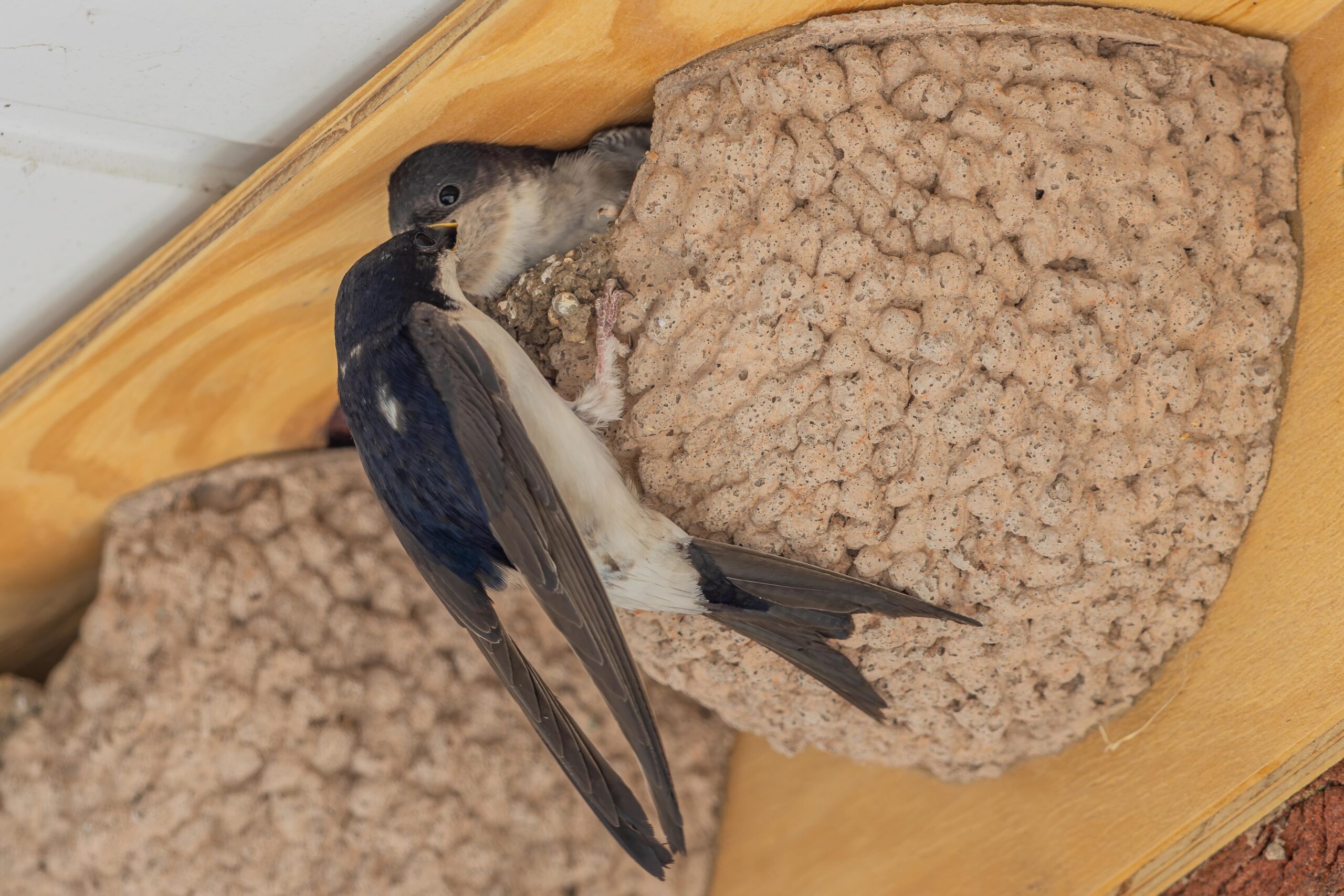 House martins using nest cup credit Steve Laycock