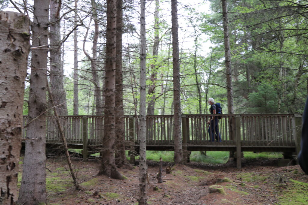 Man walking on a woodland bridge