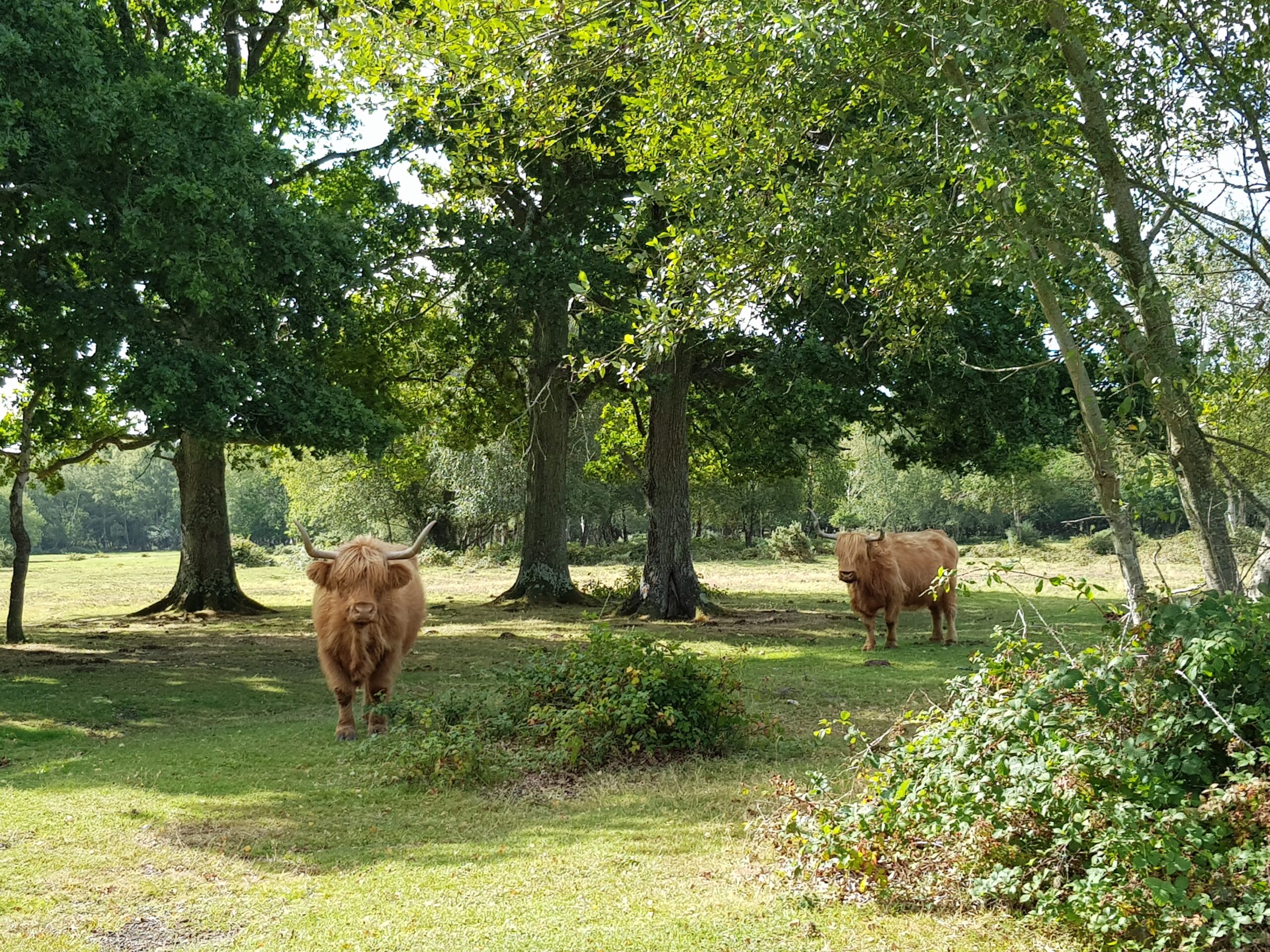 Two Highland cows standing in a grassy meadow beneath tall leafy trees on a sunny day