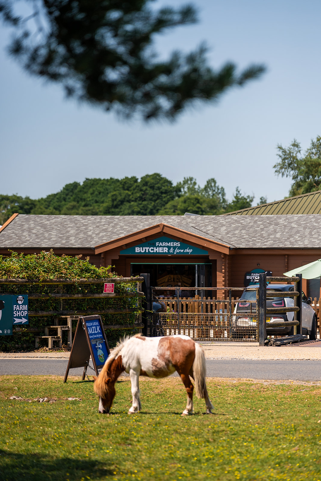Pony stands in front of wooden fronted store